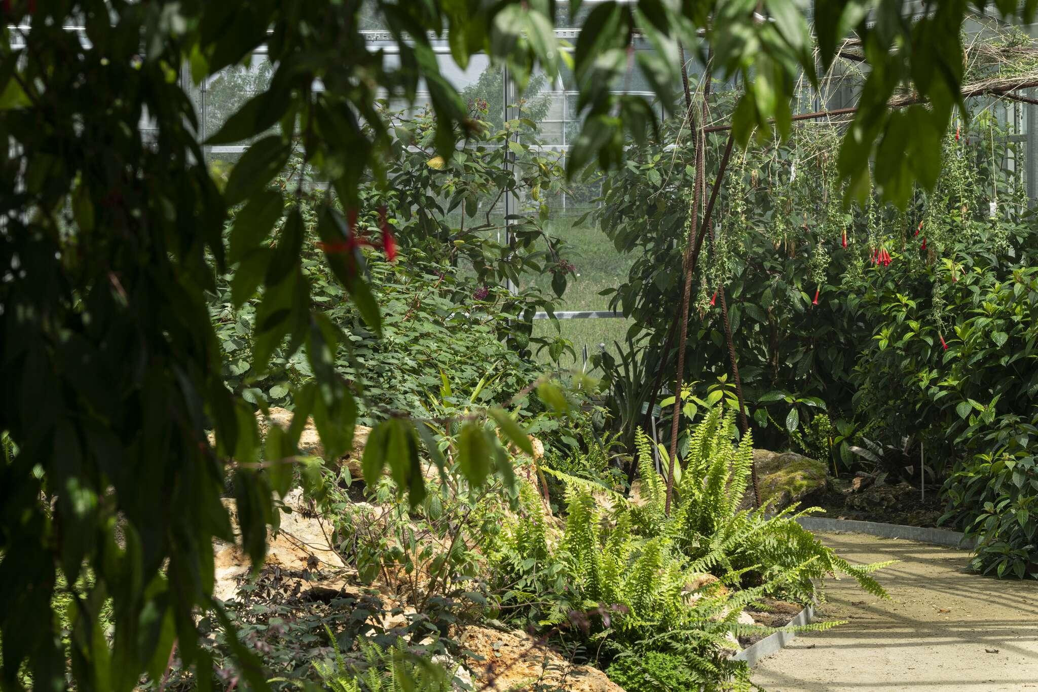 Serre des fuchsias à l'Arboretum de Versailles-Chèvreloup © MNHN - A. Iatzoura