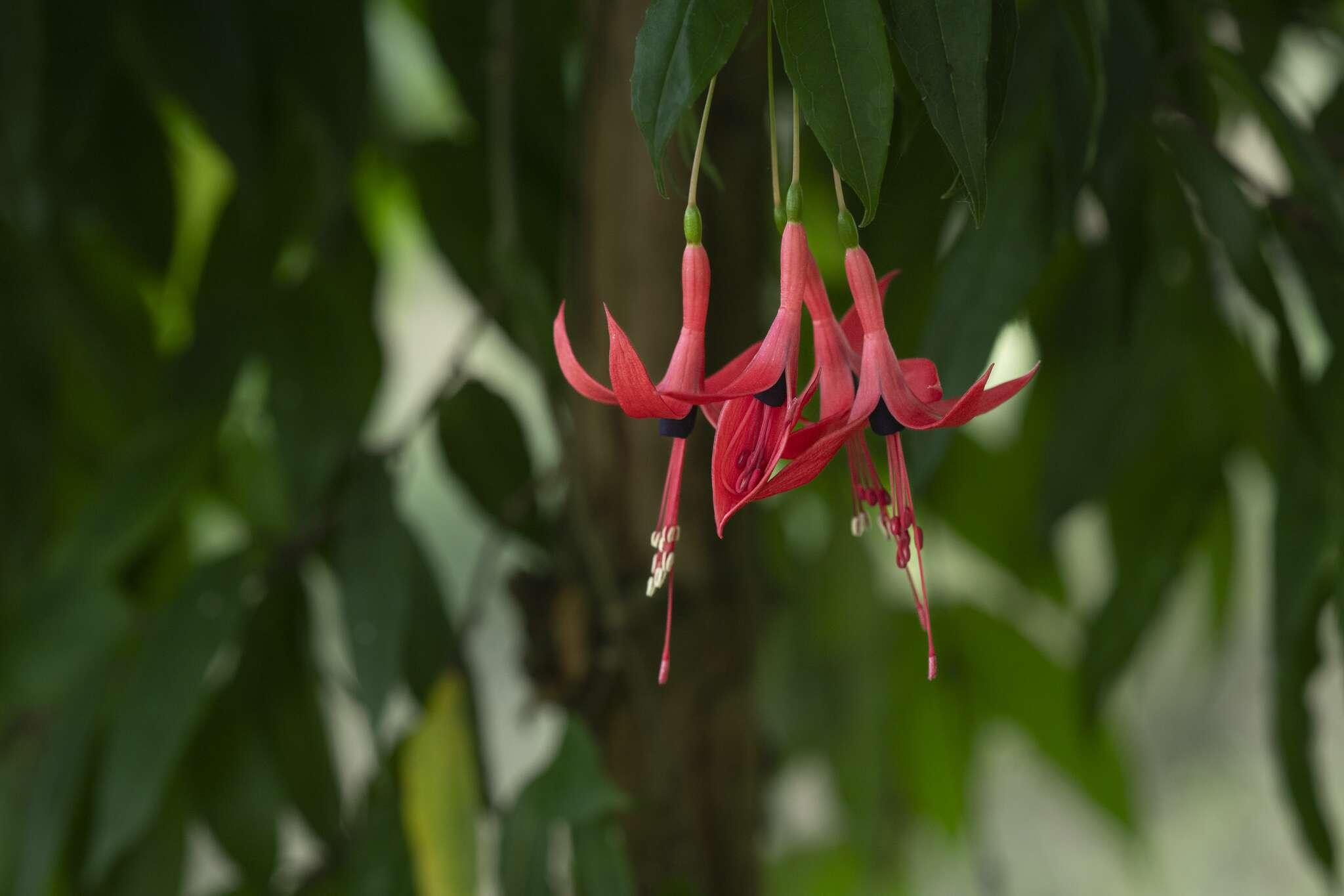 Fuchsia regia subsp.serrae © MNHN - A. Iatzoura
