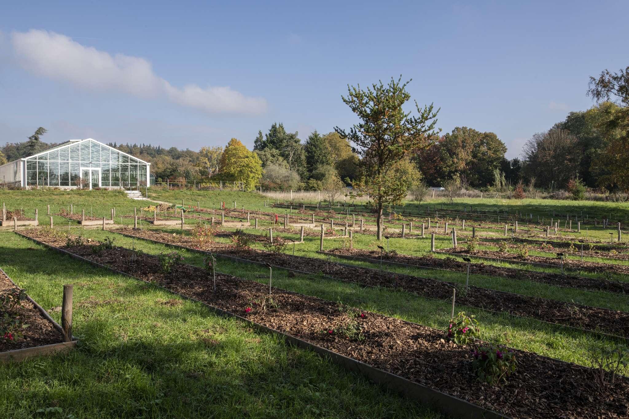 Jeunes plants dans le jardin des fuchsias à l'Arboretum de Versailles-Chèvreloup © MNHN - A. Iatzoura